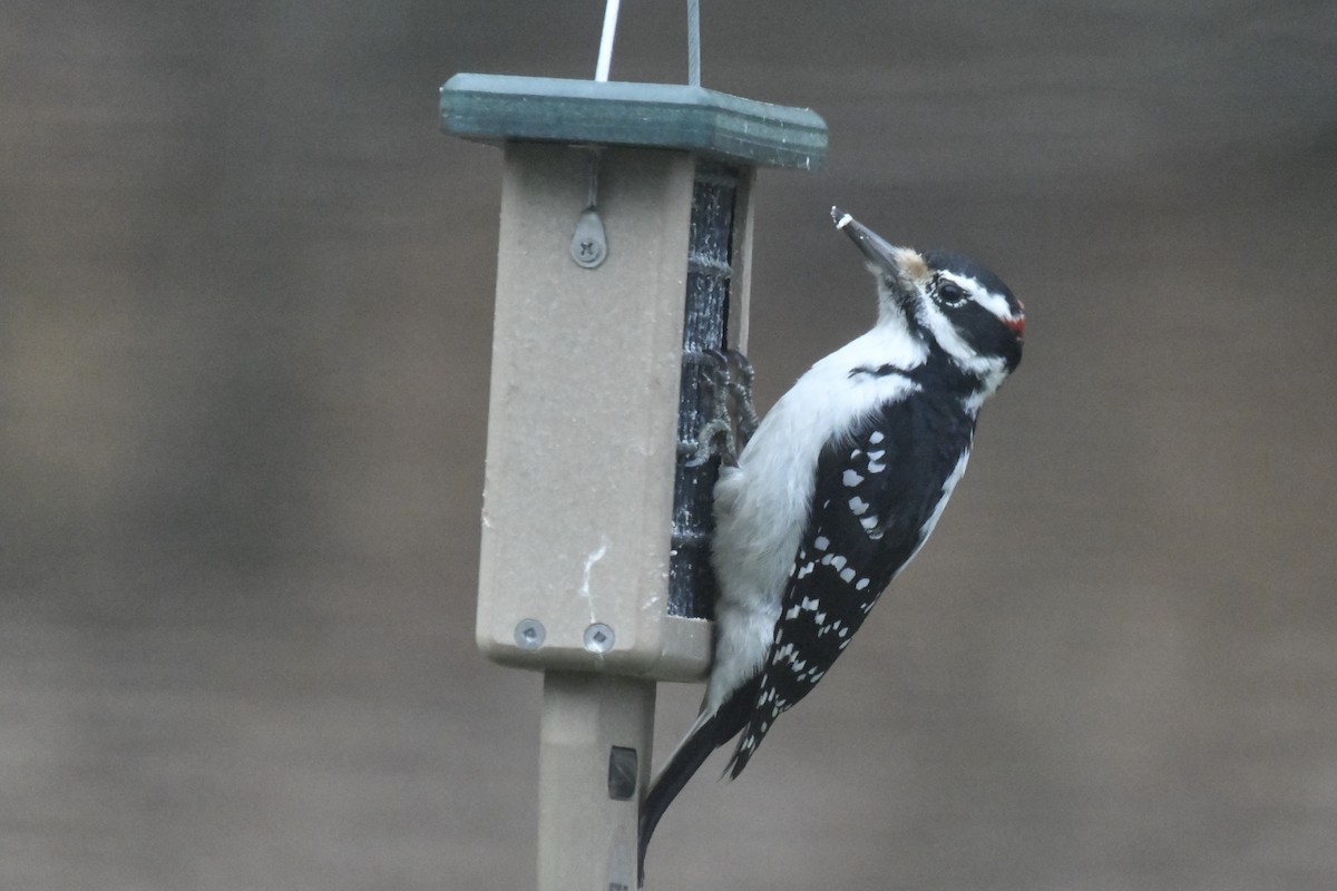 Hairy Woodpecker - ML612602994