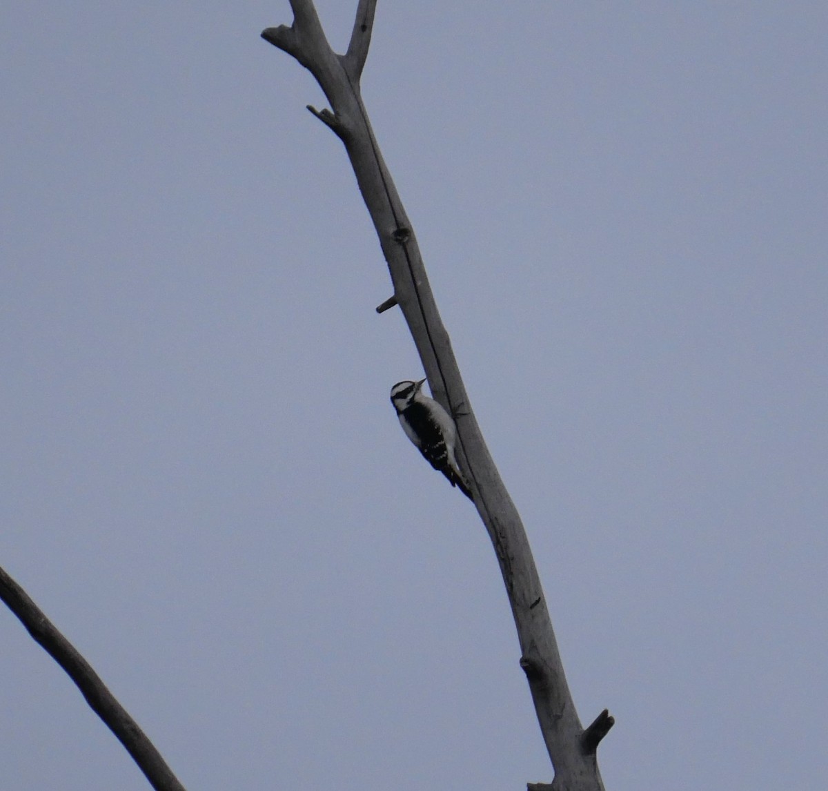 Downy Woodpecker - ML612603072