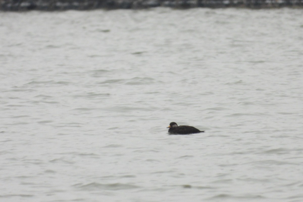 Black Scoter - ML612603131