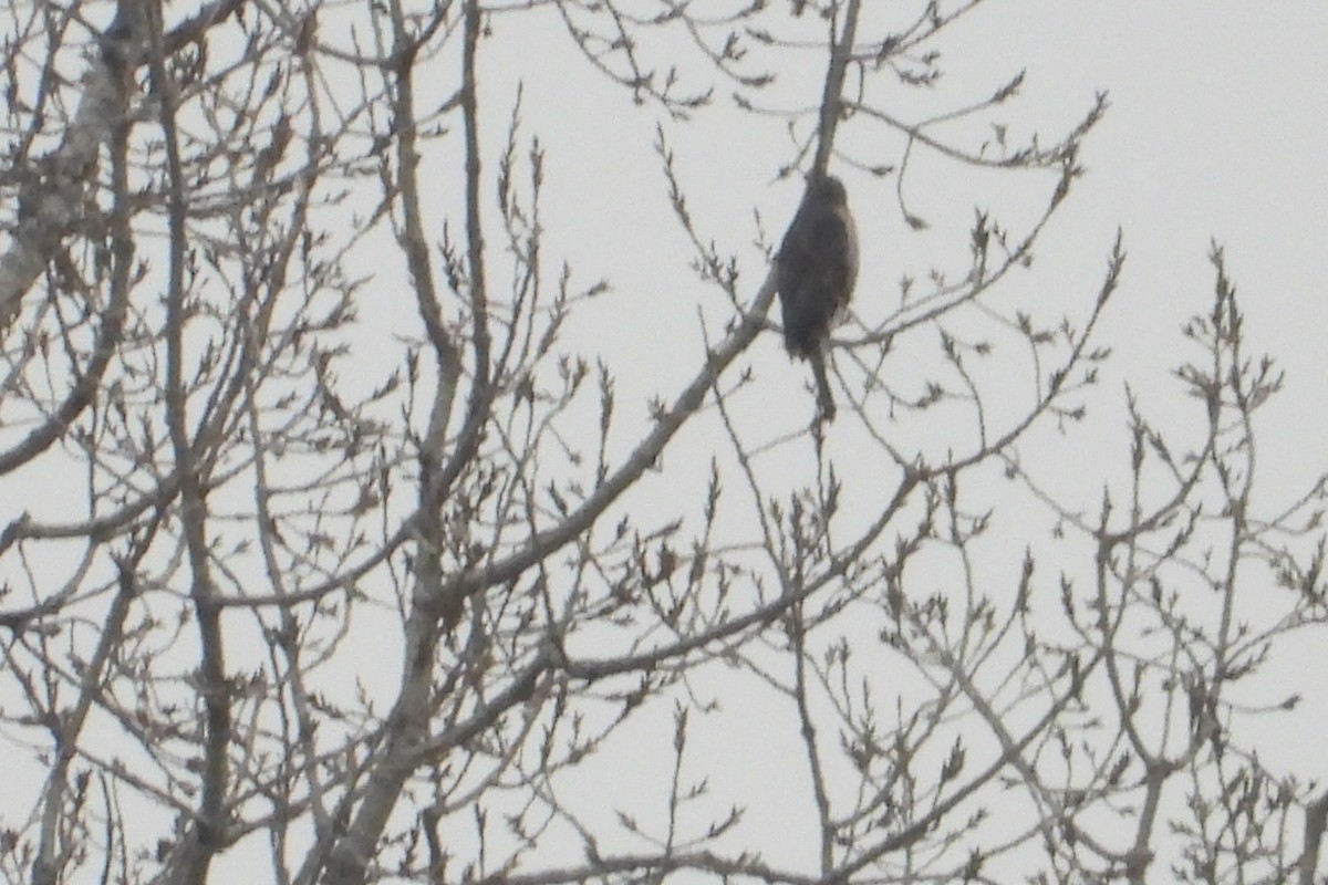 Cooper's Hawk - ML612603153