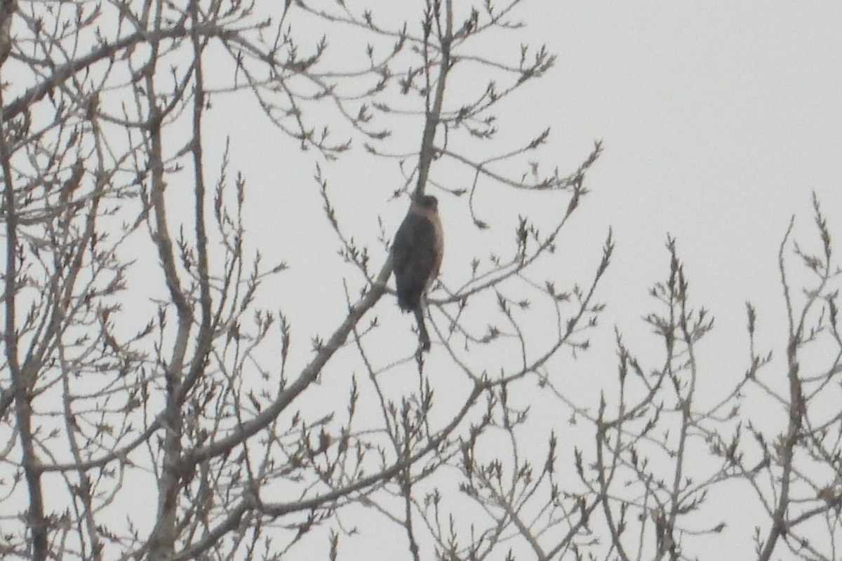 Cooper's Hawk - ML612603154