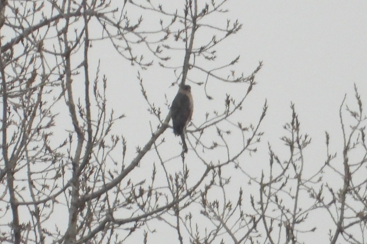 Cooper's Hawk - Marc antoine Lafrance