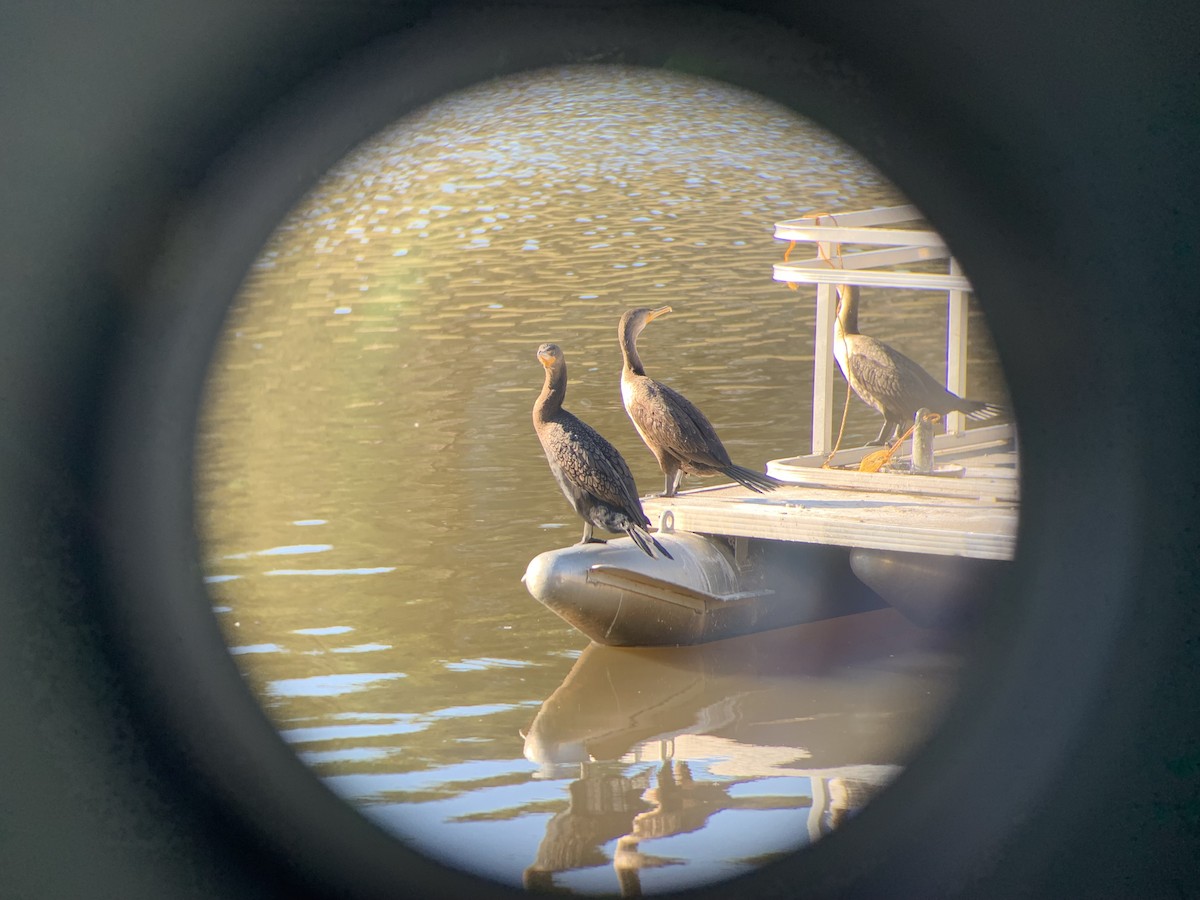Double-crested Cormorant - ML612603208