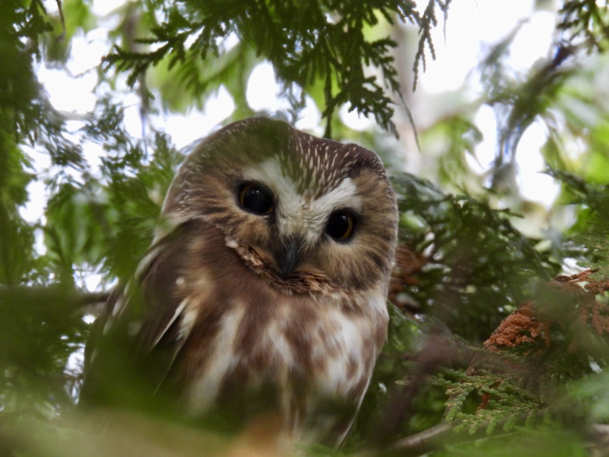 Northern Saw-whet Owl - ML612603220