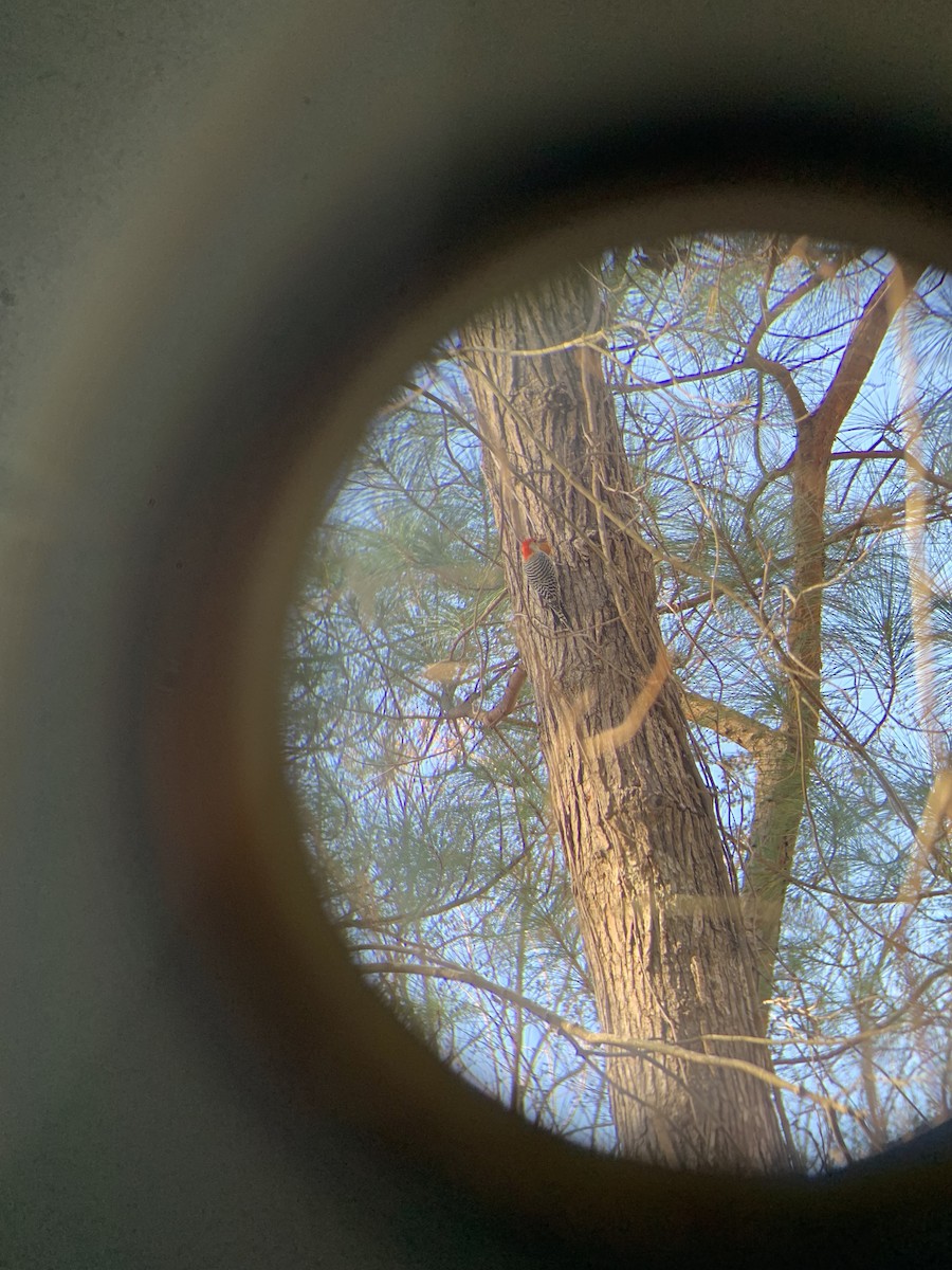 Red-bellied Woodpecker - ML612603260
