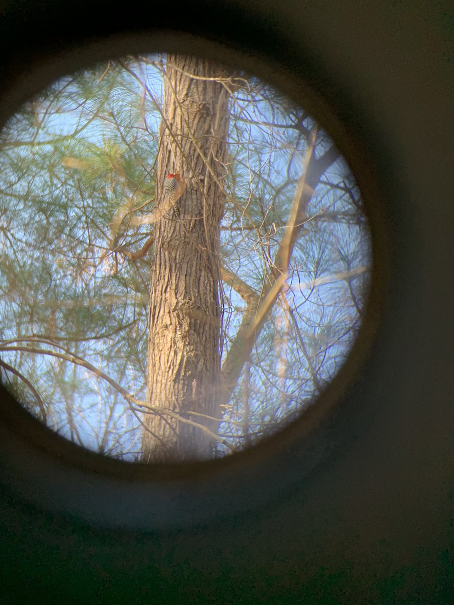 Red-bellied Woodpecker - ML612603316