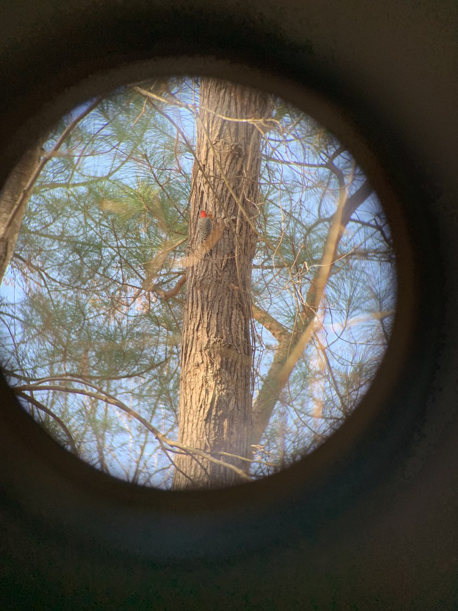 Red-bellied Woodpecker - ML612603325