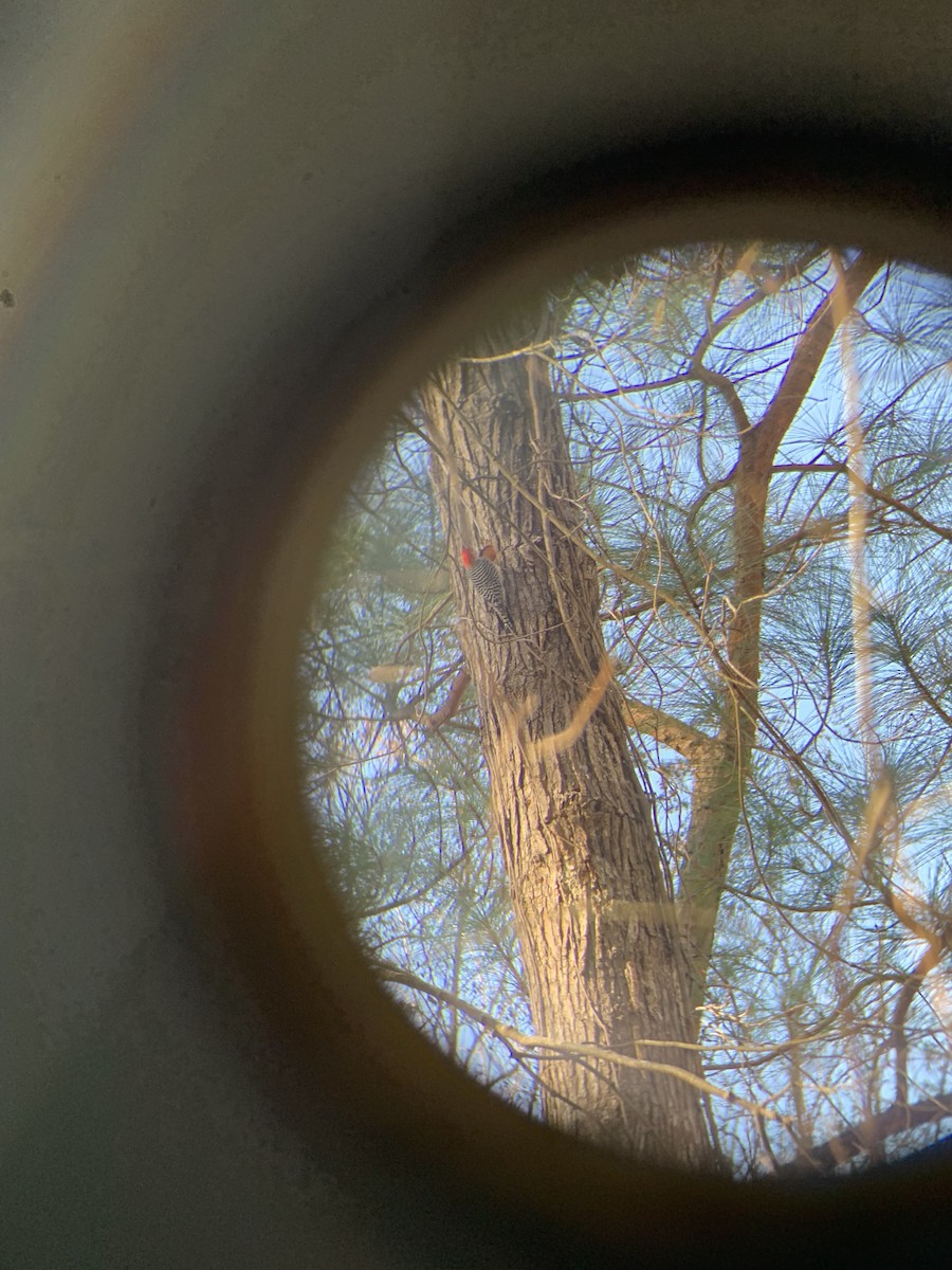 Red-bellied Woodpecker - ML612603334