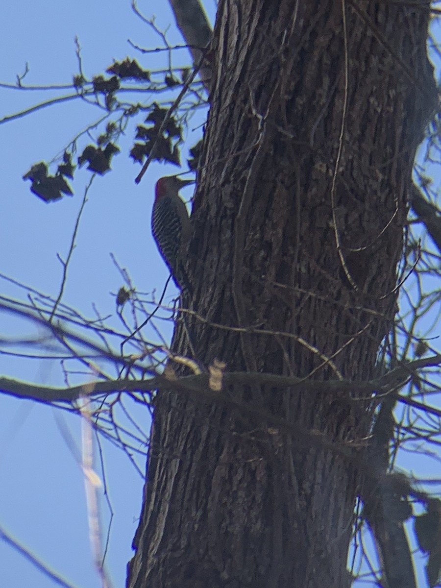 Red-bellied Woodpecker - ML612603371