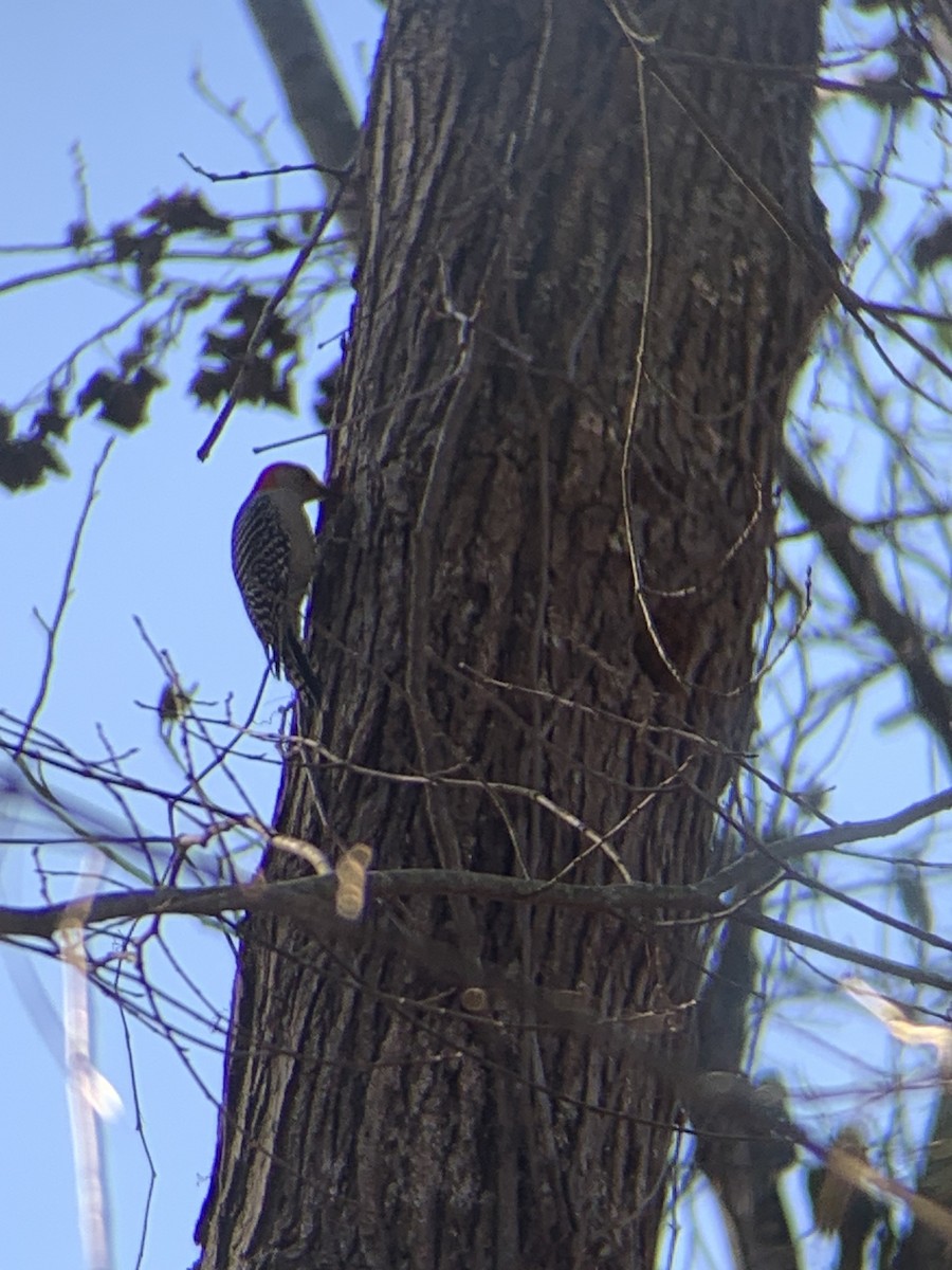 Red-bellied Woodpecker - ML612603394