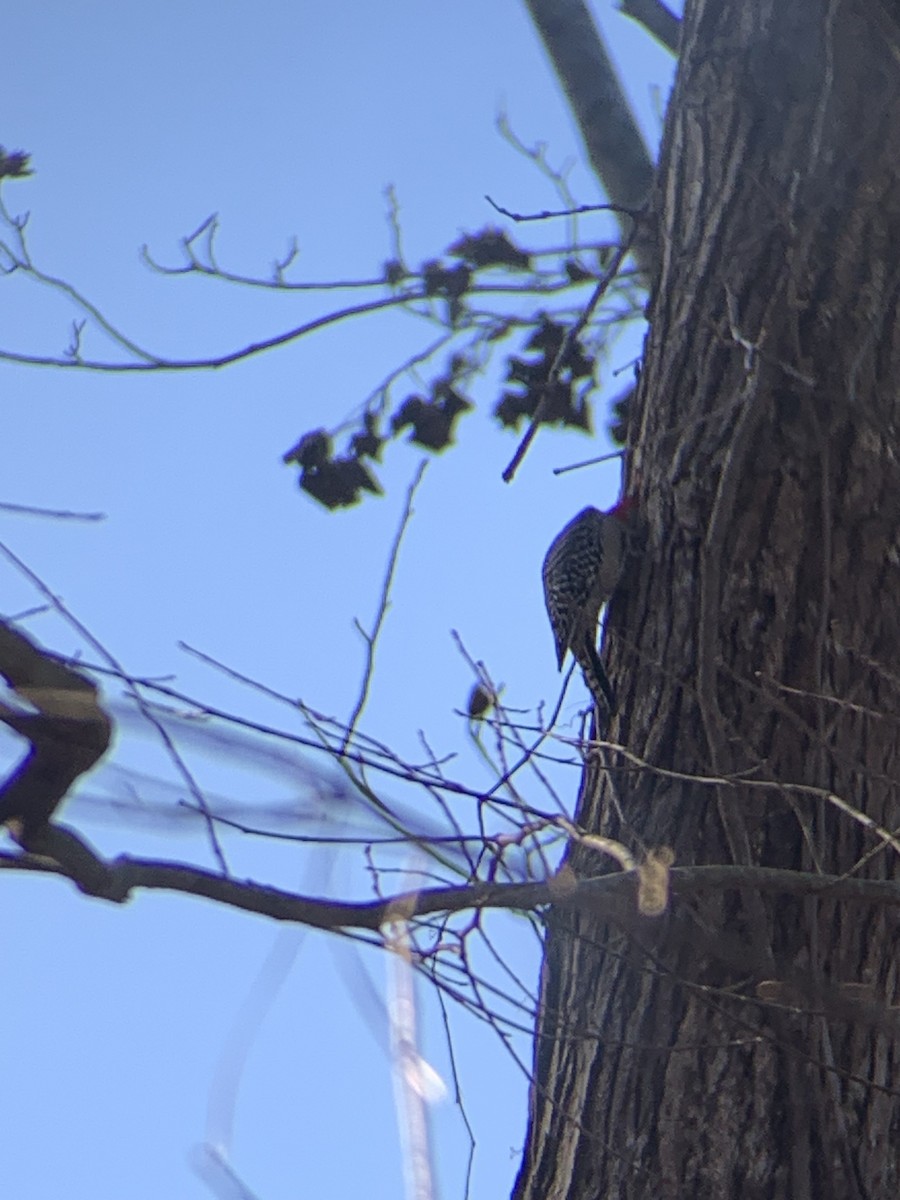 Red-bellied Woodpecker - ML612603403