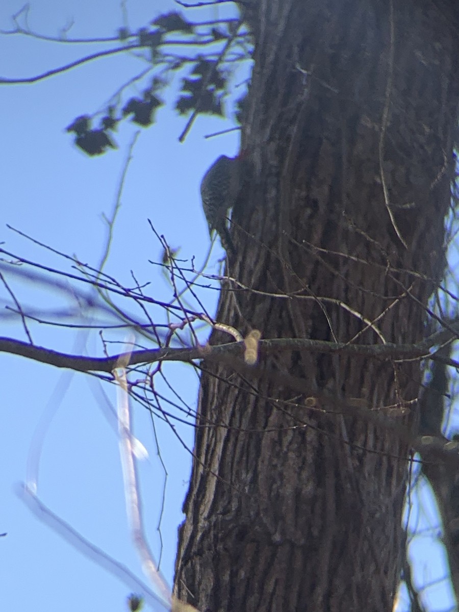 Red-bellied Woodpecker - ML612603407