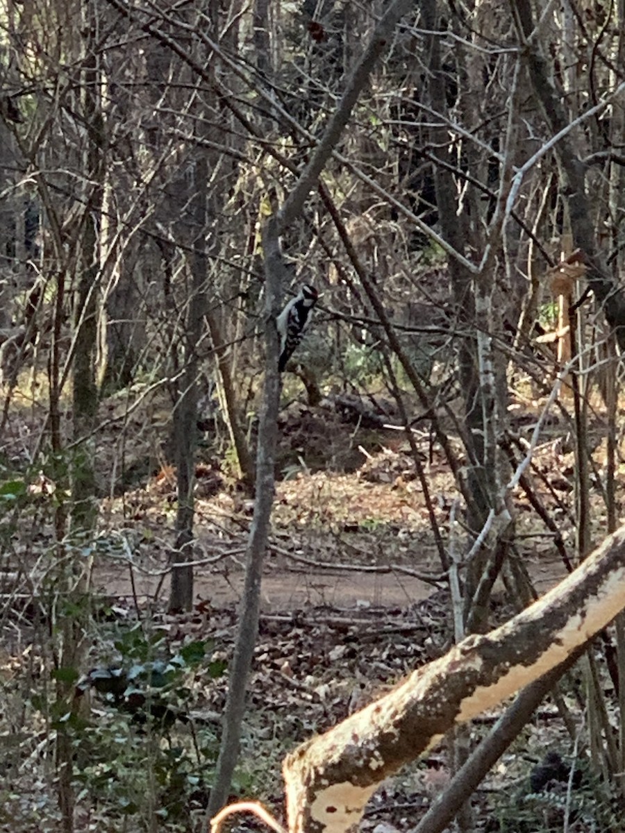 Downy Woodpecker - ML612603435