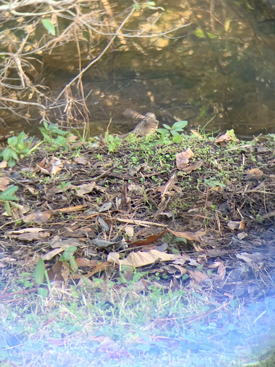 Song Sparrow - ML612603477