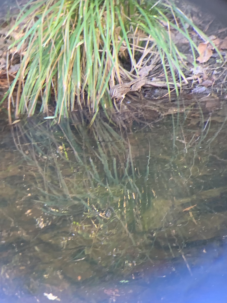 Song Sparrow - ML612603491