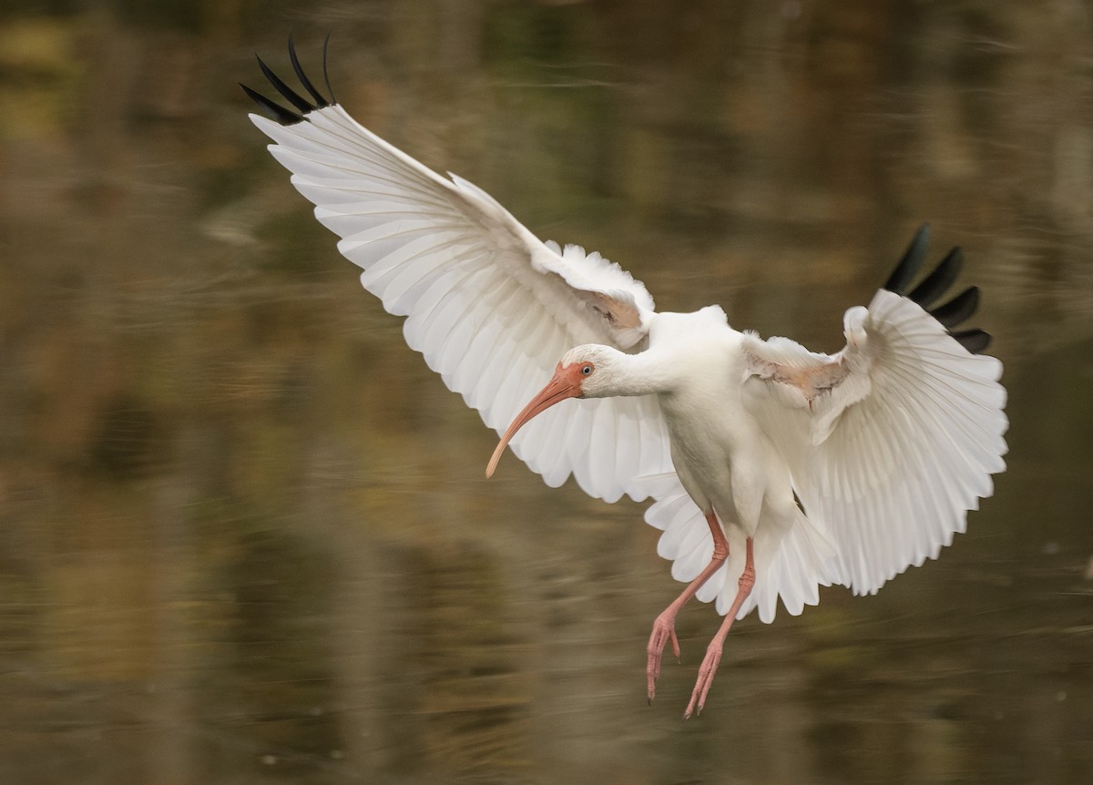 Ibis blanc - ML612603572