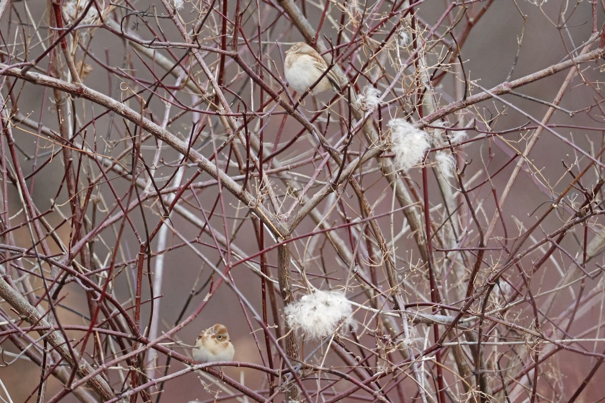 Field Sparrow - Larry Therrien