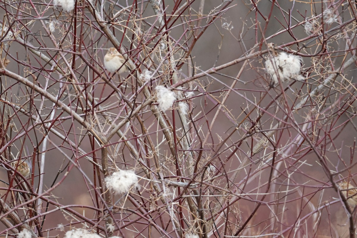 Field Sparrow - Larry Therrien