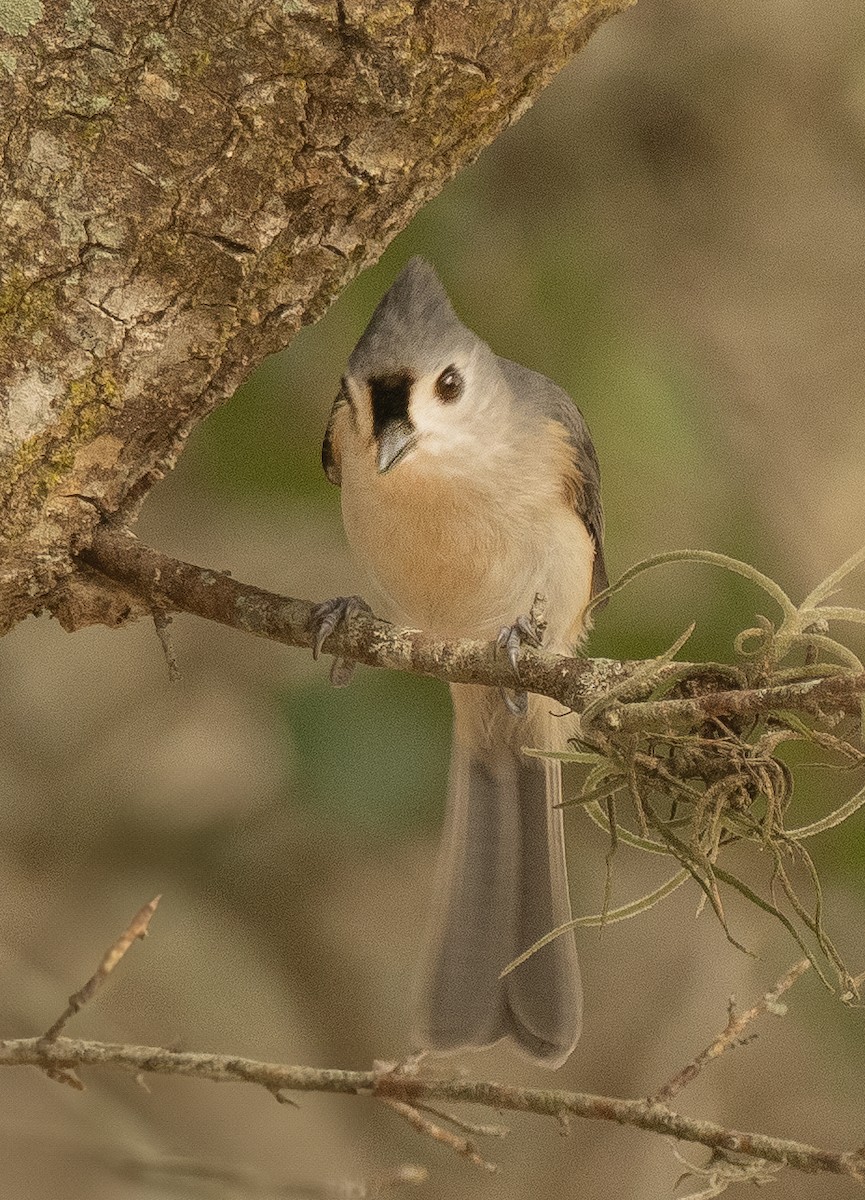 Tufted Titmouse - ML612603617