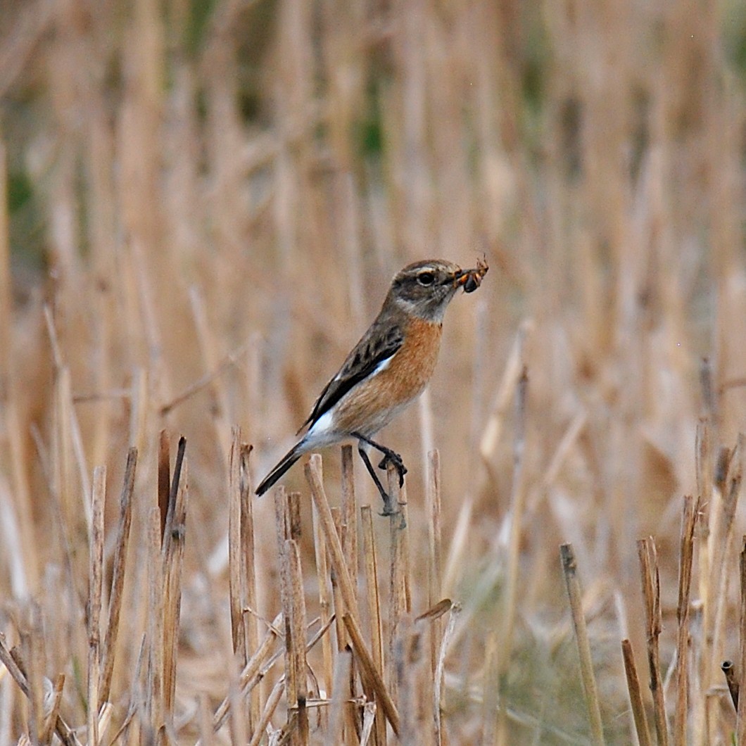 African Stonechat (African) - ML612603740