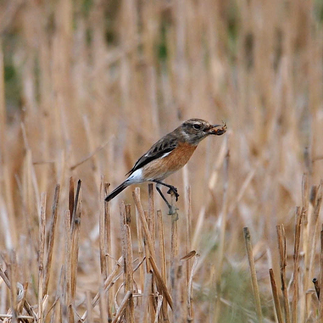 African Stonechat (African) - ML612603743