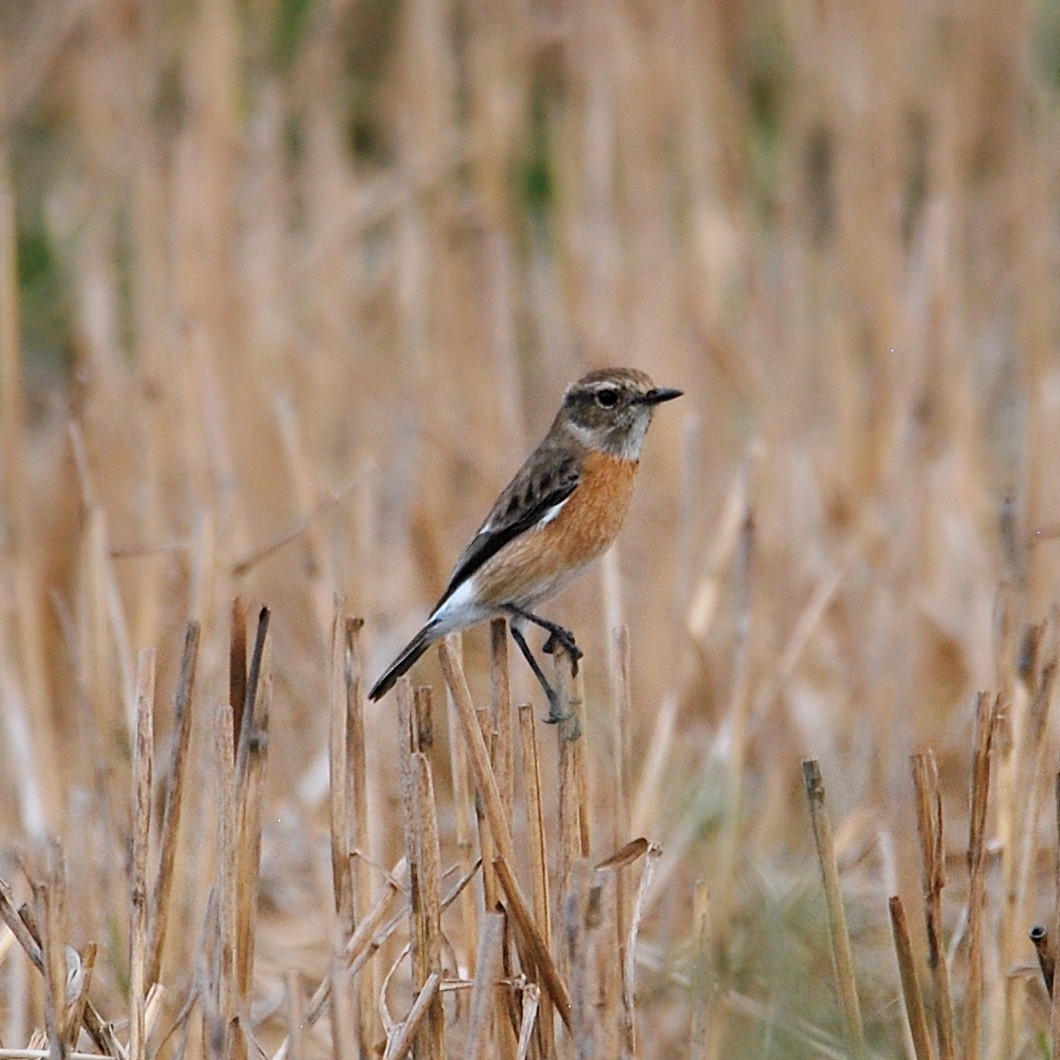 African Stonechat (African) - ML612603744