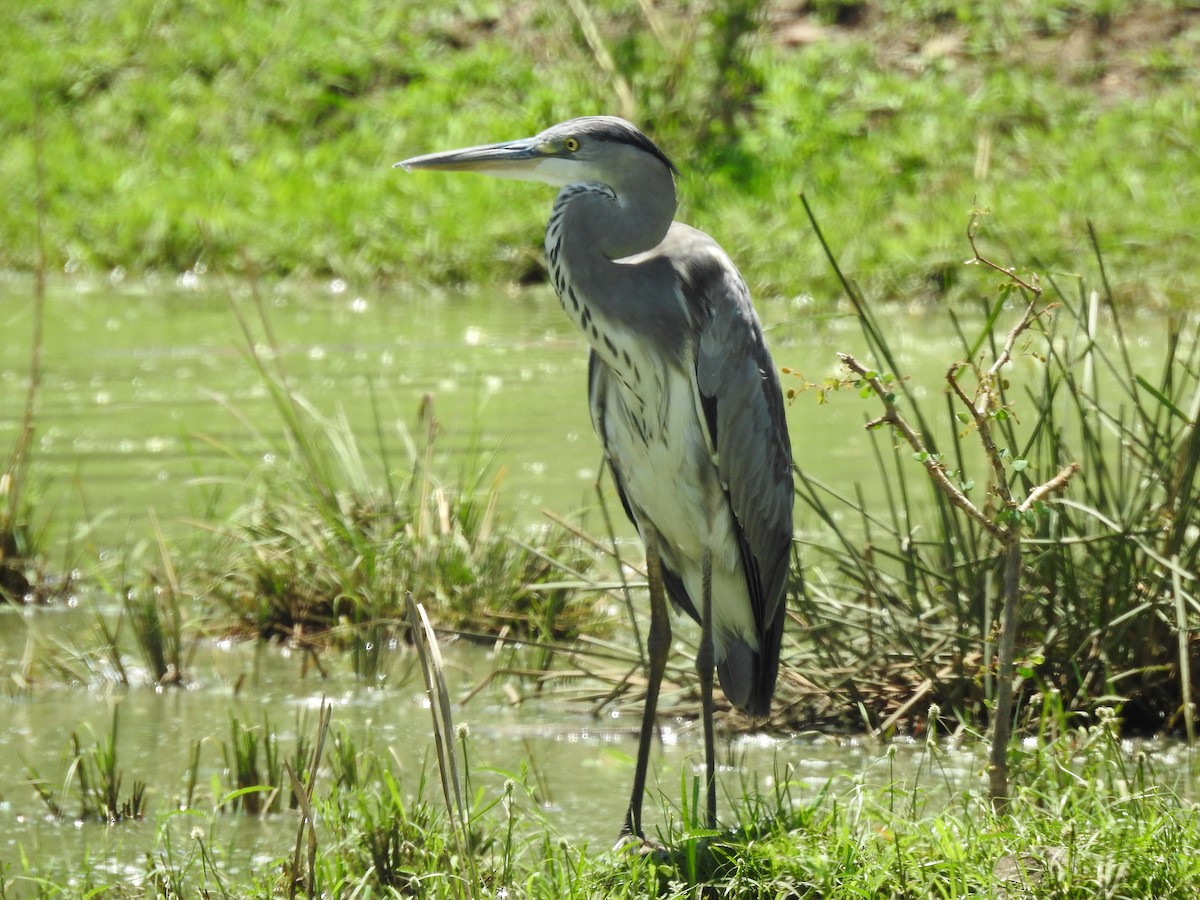 Gray Heron - ML612603746