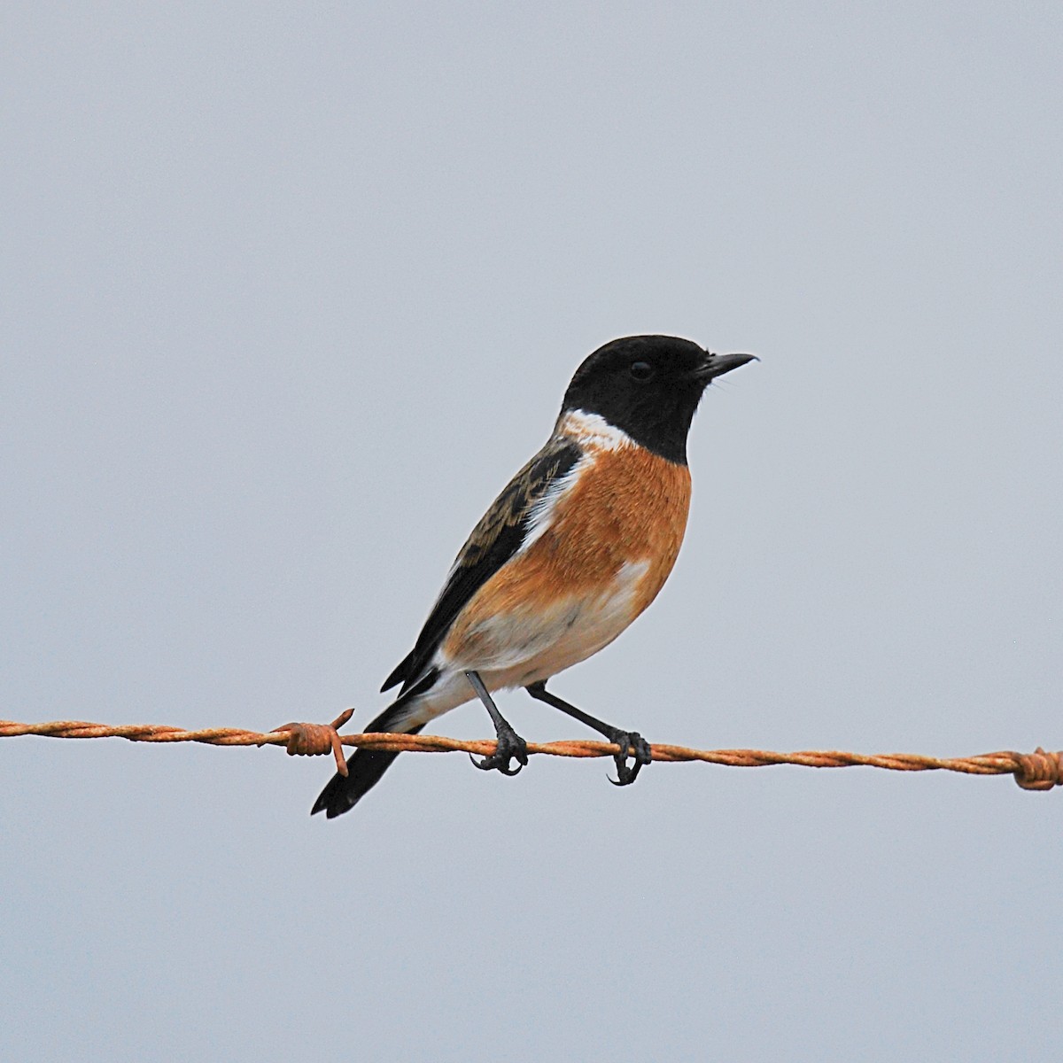 African Stonechat (African) - ML612603762