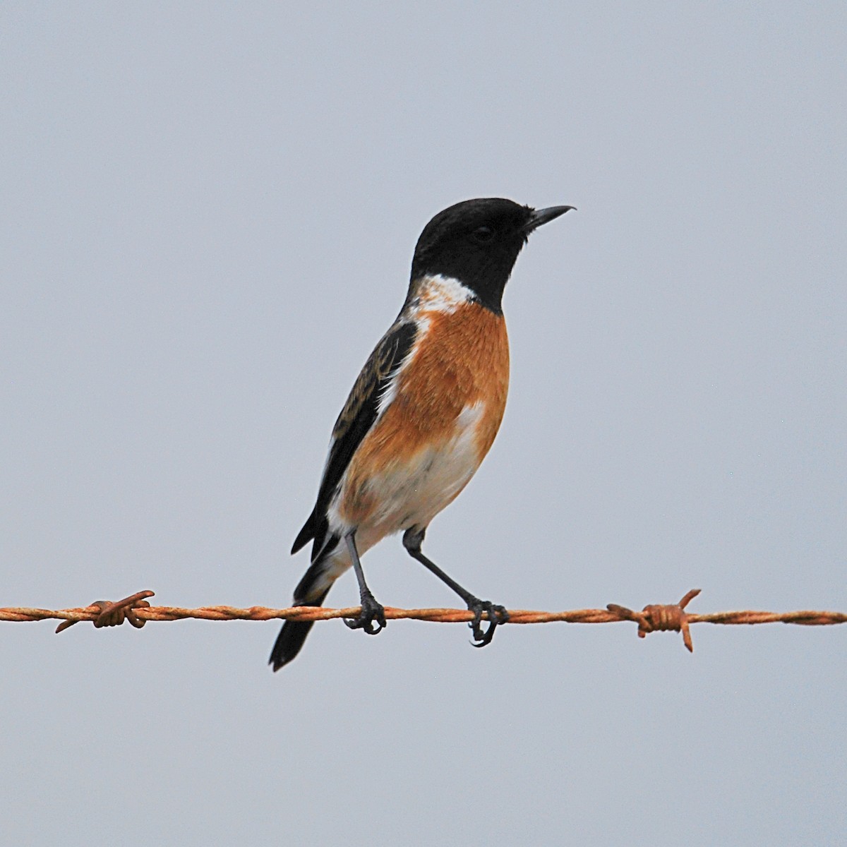 African Stonechat (African) - ML612603764