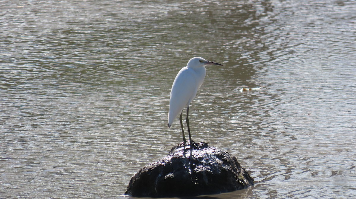 Snowy Egret - ML612603769