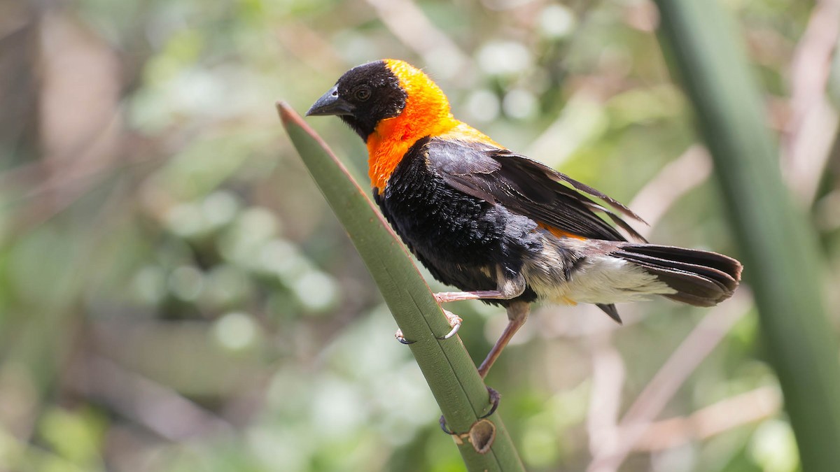 Black Bishop - David Newell