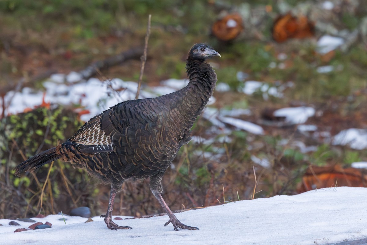 Wild Turkey - ML612603776