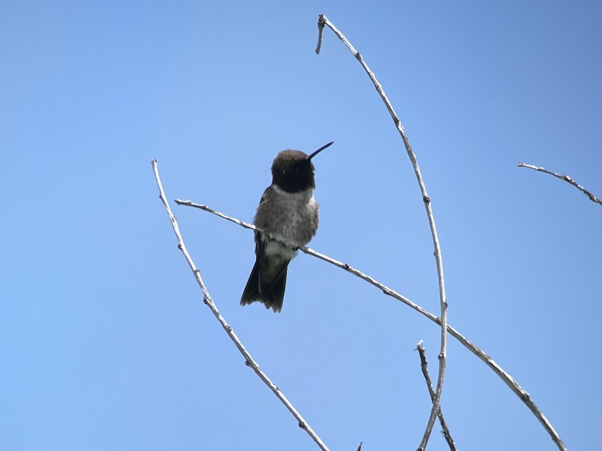 Black-chinned Hummingbird - ML612603836