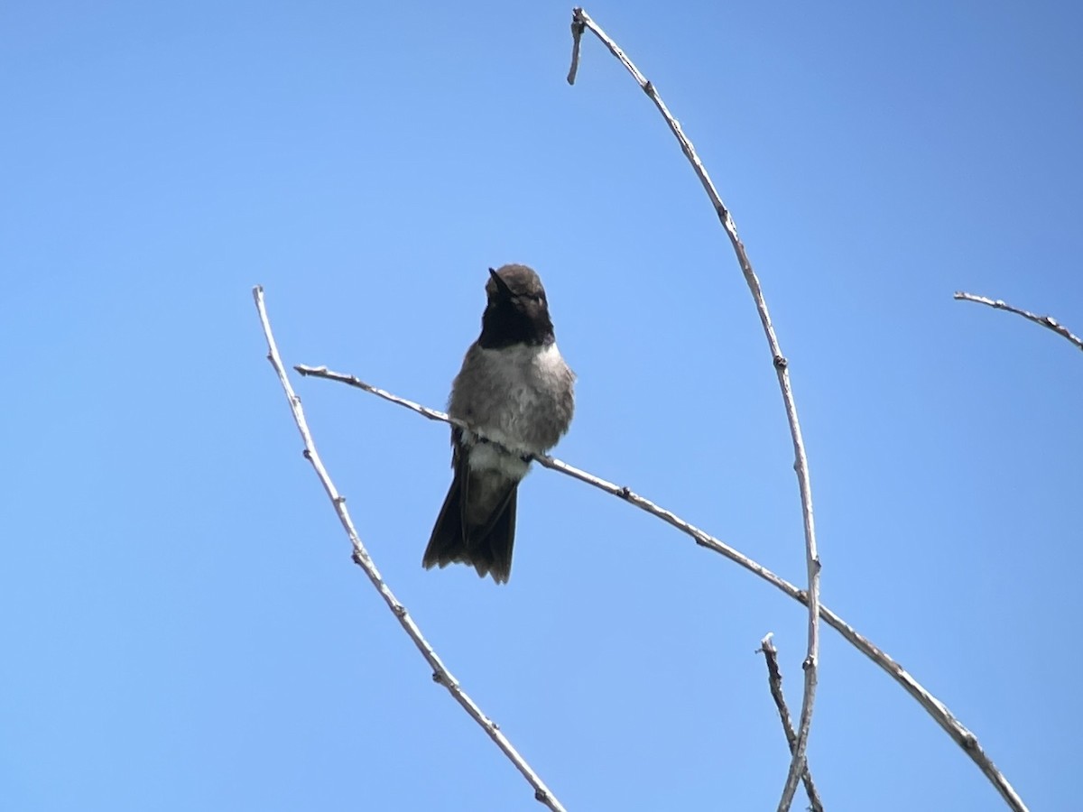 Black-chinned Hummingbird - ML612603837