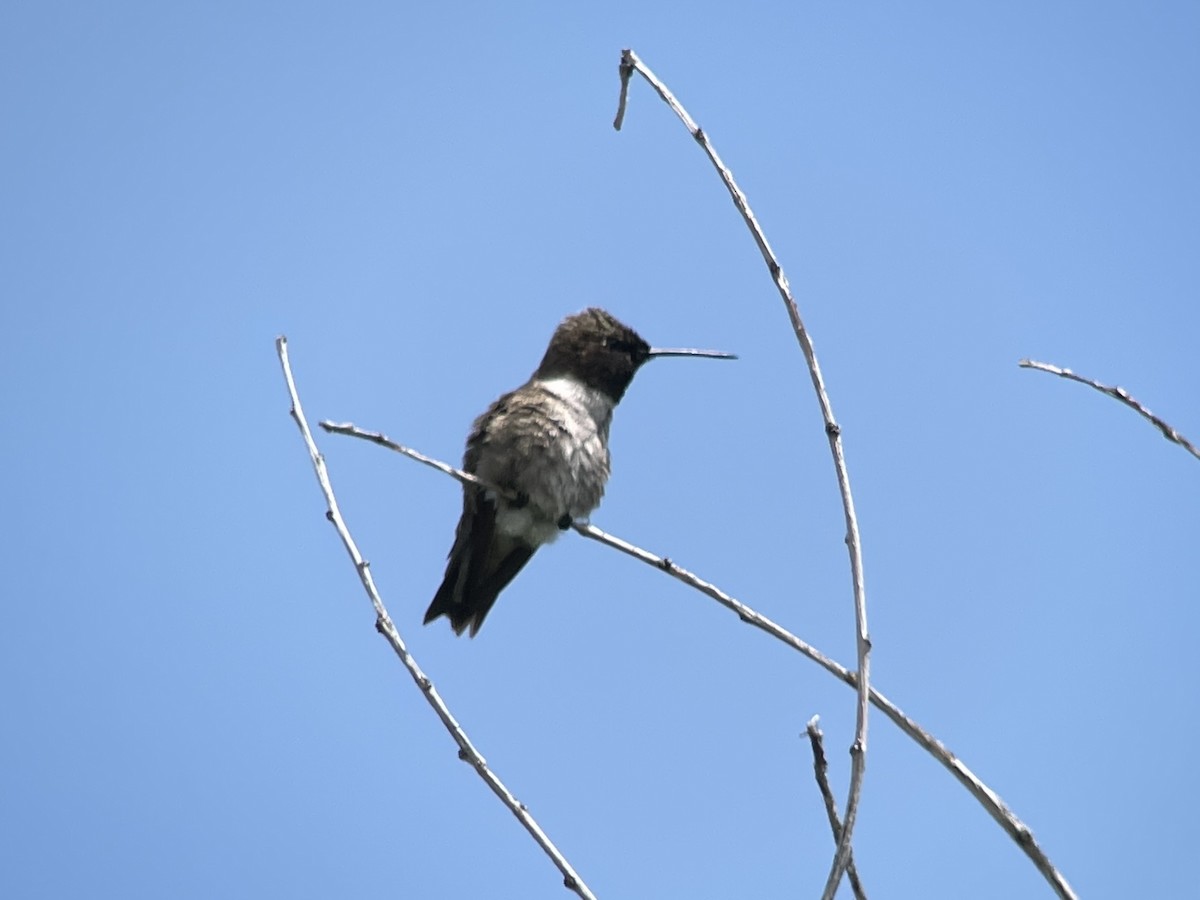 Black-chinned Hummingbird - ML612603838