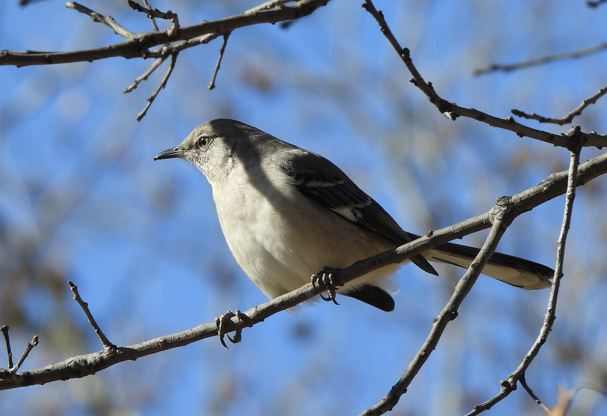 Northern Mockingbird - ML612603846