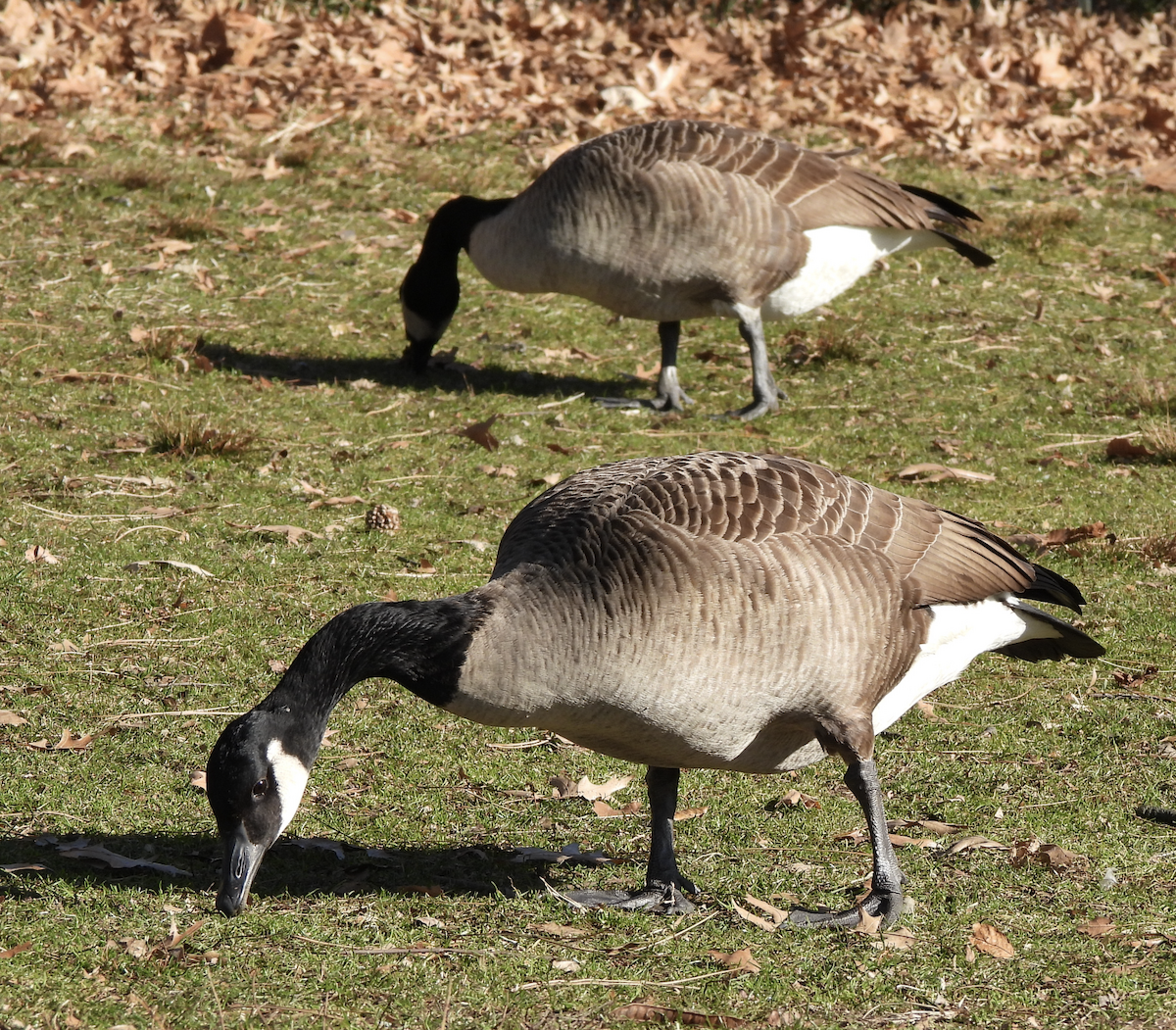 Канад галуу - ML612603858