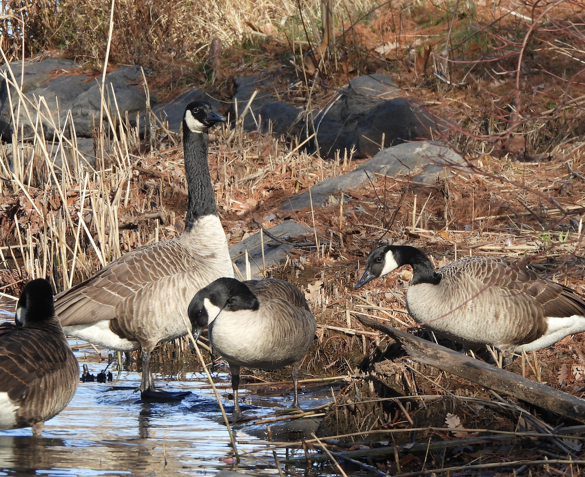 Канад галуу - ML612603882