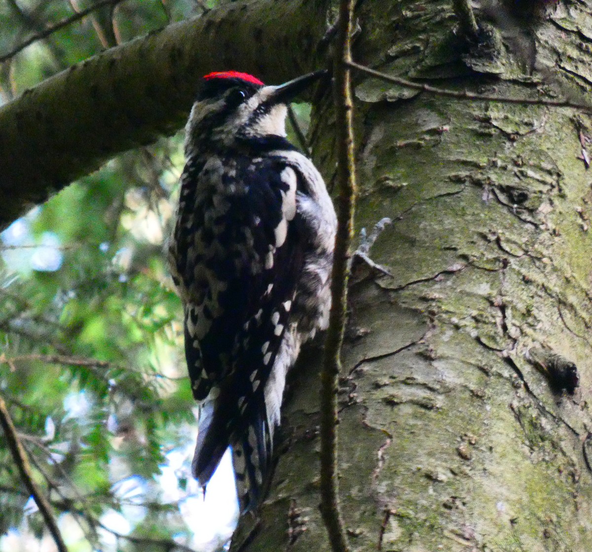 Yellow-bellied Sapsucker - ML612603966