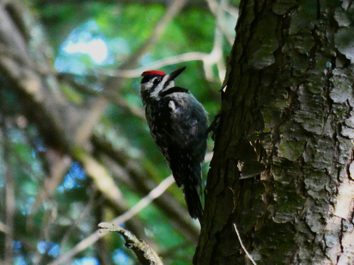 Yellow-bellied Sapsucker - ML612603967