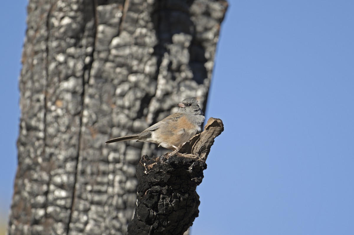 Junco ardoisé (mearnsi) - ML612603971