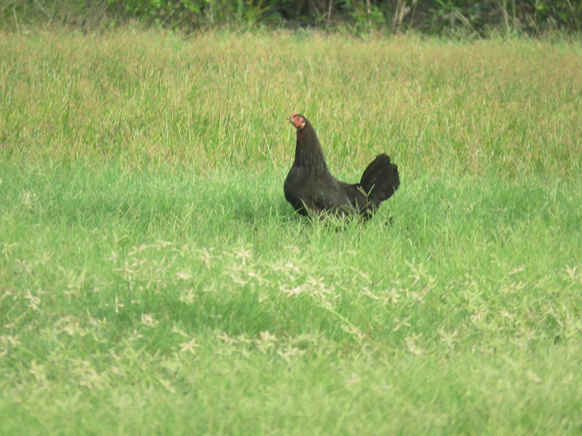 Red Junglefowl (Domestic type) - ML612604060