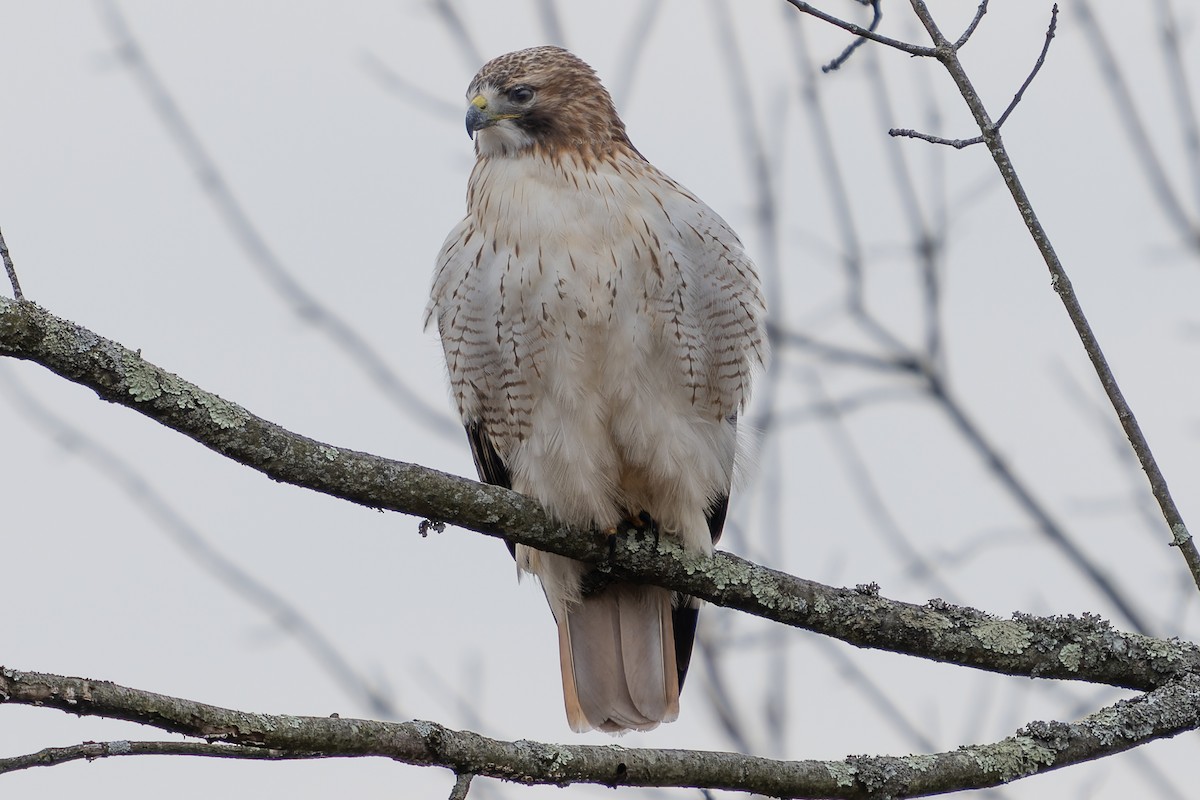 Red-tailed Hawk - ML612604075