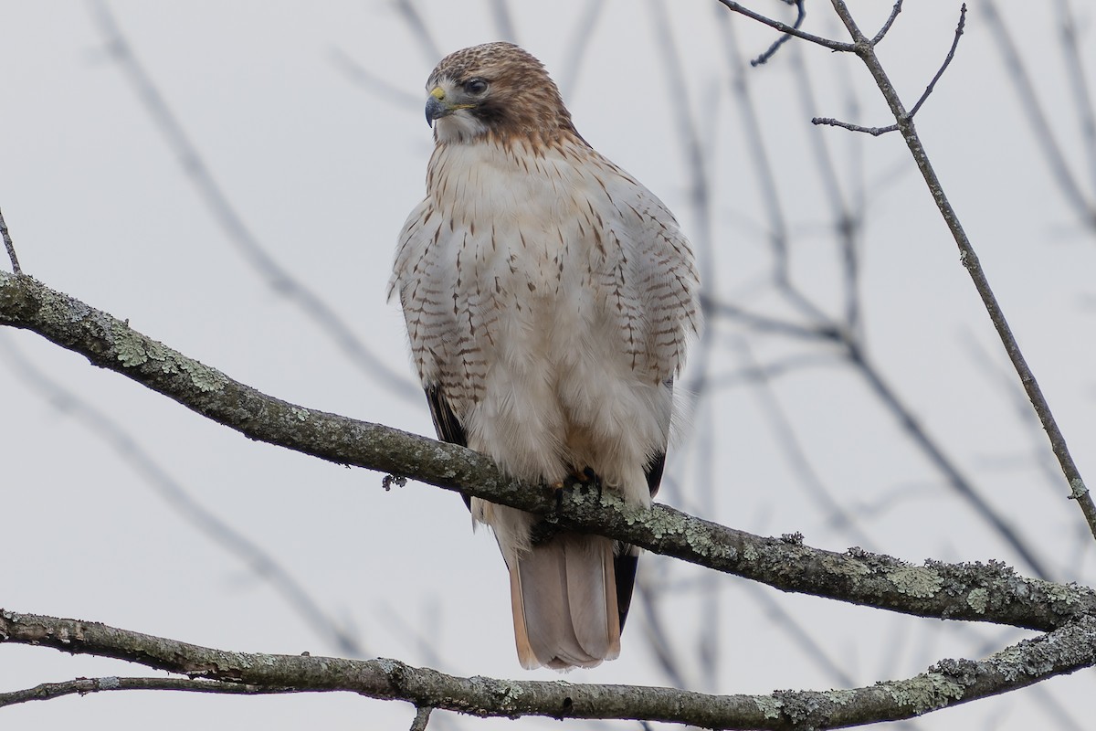 Rotschwanzbussard - ML612604075