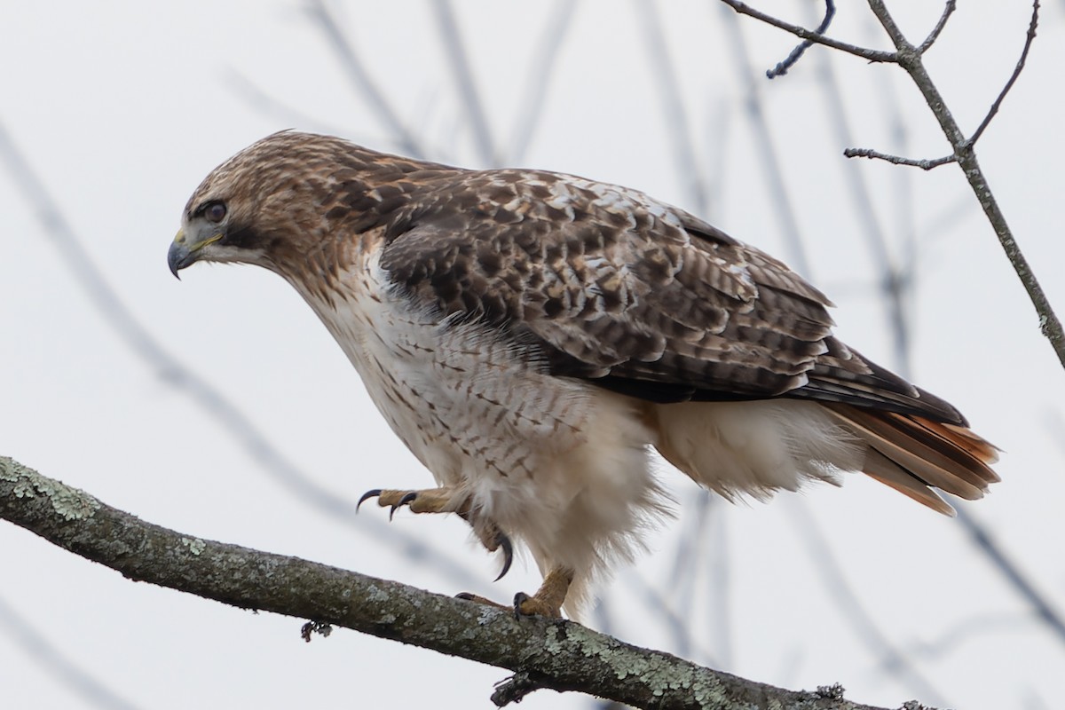 Red-tailed Hawk - ML612604076