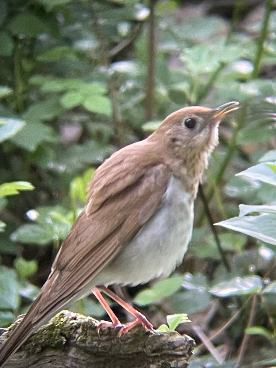 Veery - ML612604093