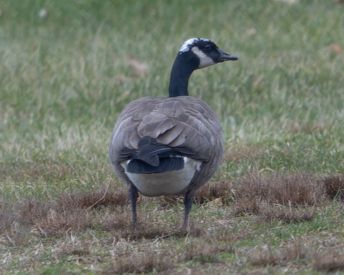 Canada Goose - ML612604100