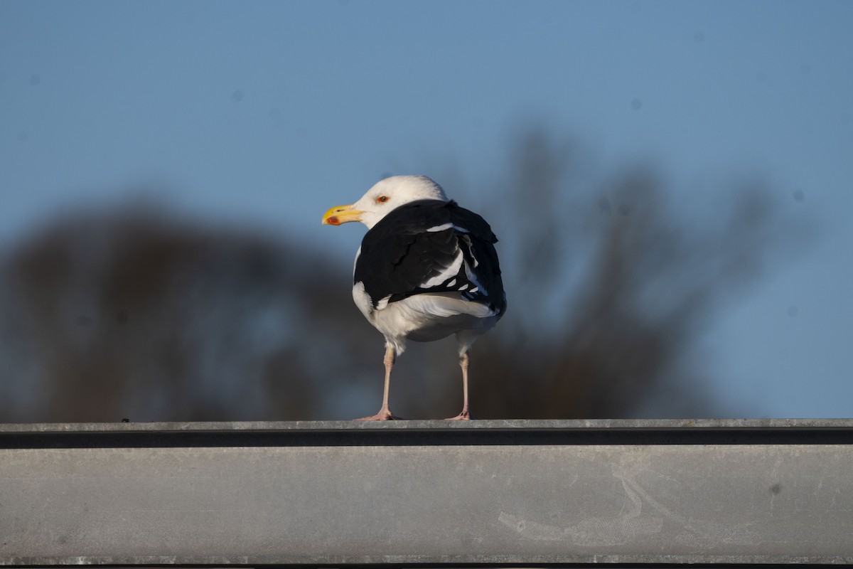 Great Black-backed Gull - ML612604114