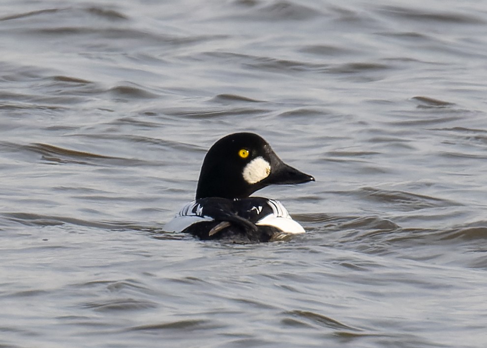 Common Goldeneye - ML612604142