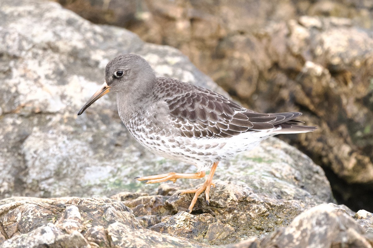 Purple Sandpiper - Chad Hutchinson